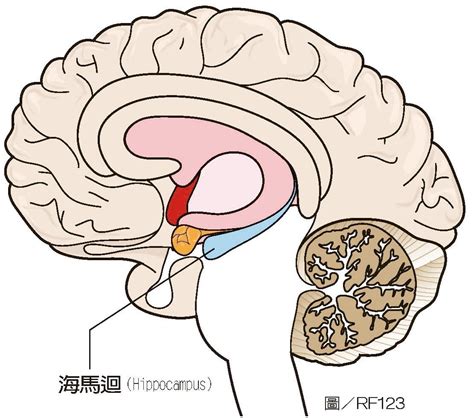 海馬迴|記憶從海馬迴轉換到前額葉皮質要3年！我們是如何形。